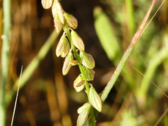 Polygala monspeliaca