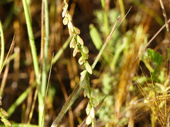 Polygala monspeliaca