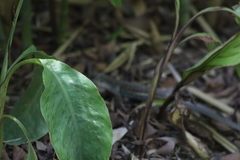 Aspidoscelis costatus