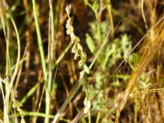 Polygala monspeliaca