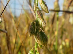 Polygala monspeliaca