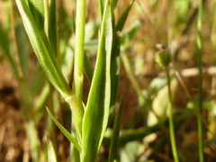 Polygala monspeliaca