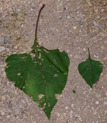 Salpianthus purpurascens