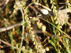 Polygala monspeliaca