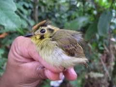 Platyrinchus coronatus