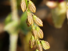 Polygala monspeliaca