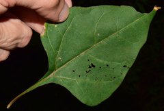 Salpianthus purpurascens