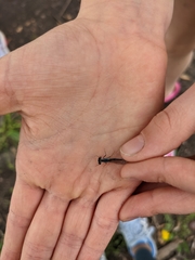 Argia tibialis