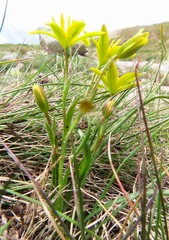 Gagea soleirolii