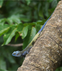 Acanthocercus ugandaensis