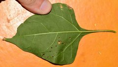 Salpianthus purpurascens