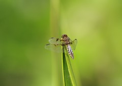 Palpopleura