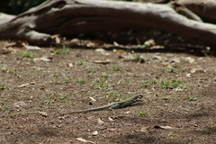 Aspidoscelis costatus