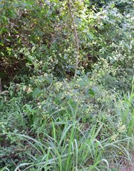 Salpianthus purpurascens