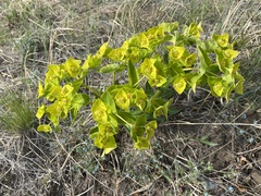Euphorbia fischeriana