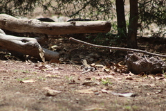 Aspidoscelis costatus