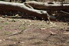 Aspidoscelis costatus