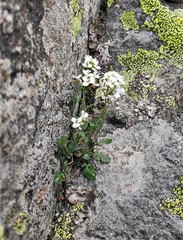 Cardamine resedifolia