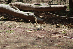 Aspidoscelis costatus