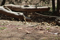 Aspidoscelis costatus