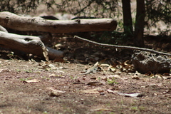 Aspidoscelis costatus