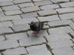 Columba livia domestica