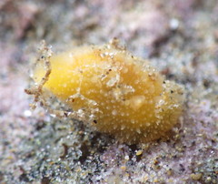 Thordisa bimaculata