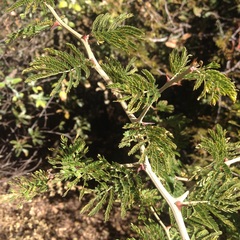 Painteria leptophylla