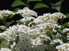 Andrena crataegi