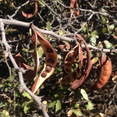 Painteria leptophylla