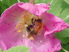Bombus hypnorum