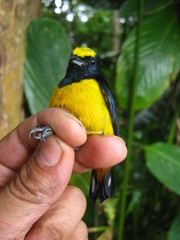 Euphonia fulvicrissa