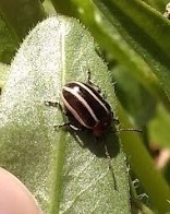 Calligrapha californica