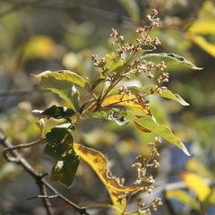 Buddleja parviflora