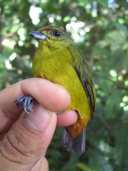 Euphonia fulvicrissa
