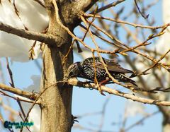 Sturnus vulgaris