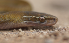Boaedon fuliginosus
