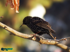 Sturnus vulgaris