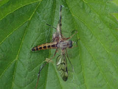 Rhagio scolopaceus