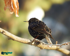 Sturnus vulgaris