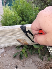 Prochoerodes forficaria