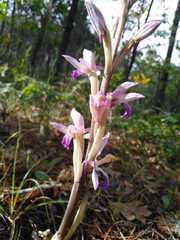 Limodorum trabutianum