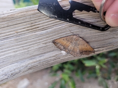 Prochoerodes forficaria