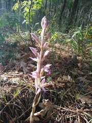 Limodorum trabutianum