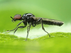 Dilophus febrilis