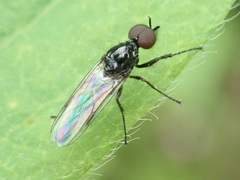 Dilophus febrilis