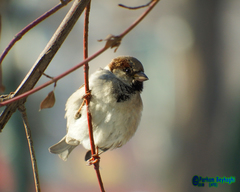Passer domesticus