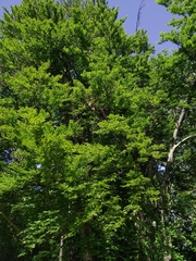 Fagus sylvatica