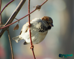Passer domesticus