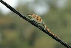 Calumma crypticum